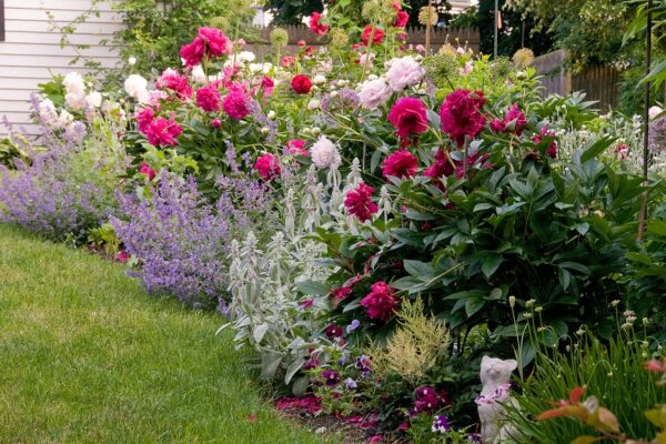 4 Vibrant Flower Garden Choices For Gardens