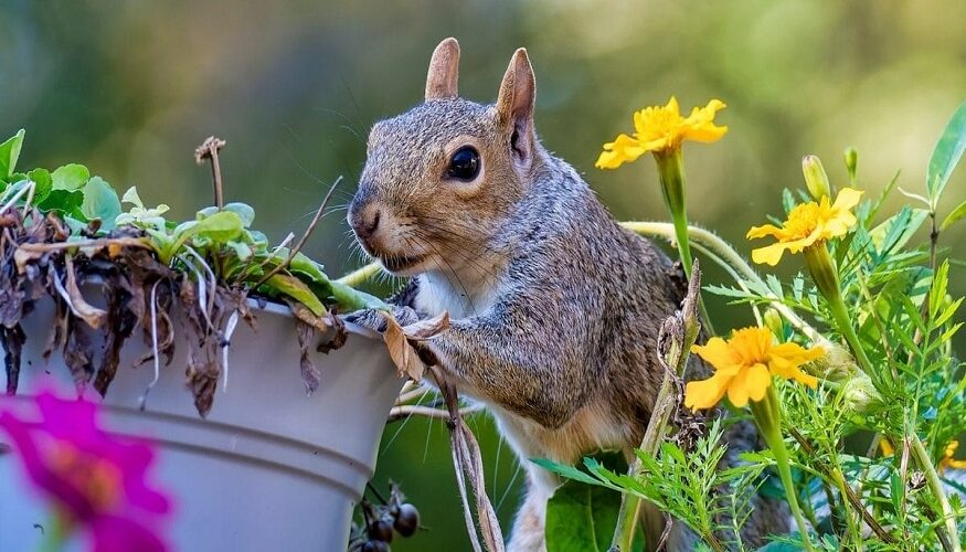 Squirrels in Your Garden