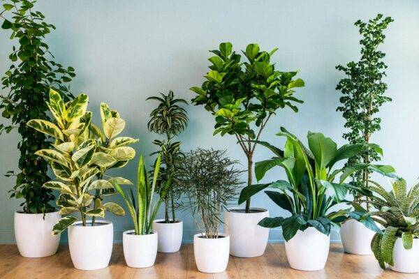 A Guide to Indoor Plants: Which Are Best for Your Home