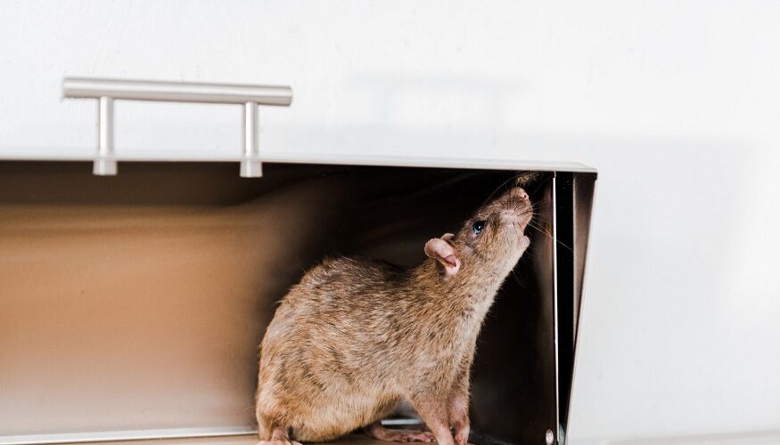 Myths About Rodents