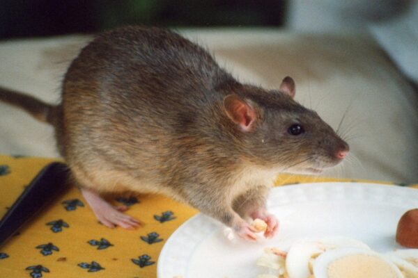 Why Rats Hard to Eliminate in Rockville, MD? The Mistakes Keeping Them Around