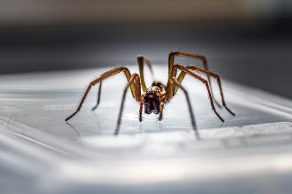 6 Tips to Keep Spiders Away from Your Home in Arlington, TX