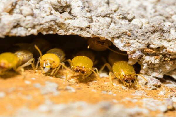 Why Are Termites Dangerous for Your House in Centralia, WA?