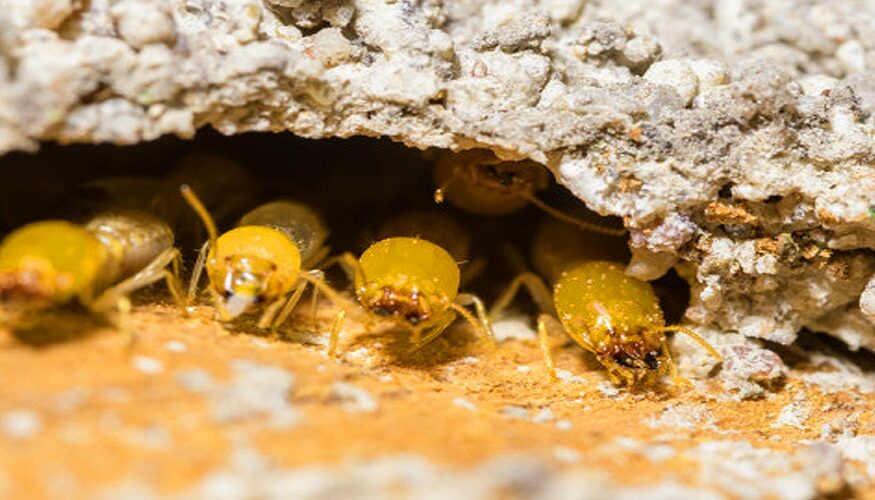 Termites Dangerous