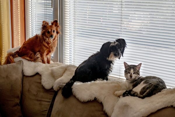 Top Causes of Pet Odors in Furniture and Why Professional Cleaning Is the Best Solution