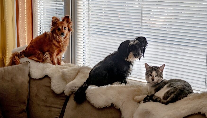 pet stain and odor removal for furniture Lancaster