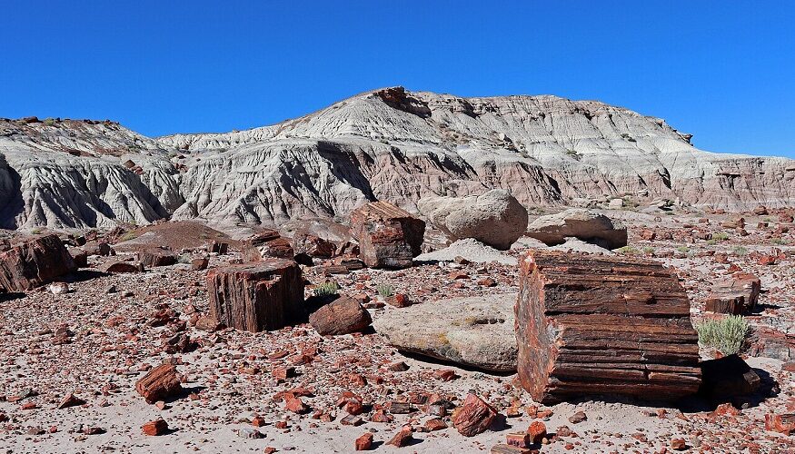 petrifiedfenceboise